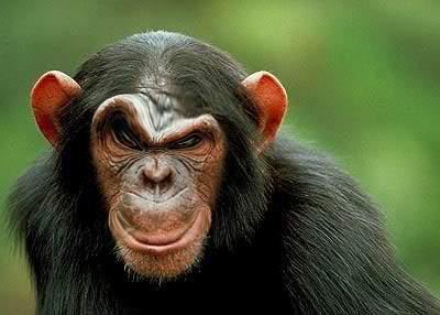 Name: evilmonkey.jpg
Views: 59
Size: 20.5 KB