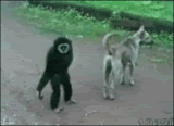 Name:  thfunnyMonkeyandDog.gif
Views: 61
Size:  876.5 KB