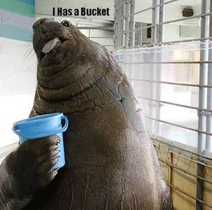 Name:  Bucket.jpg
Views: 34
Size:  23.6 KB