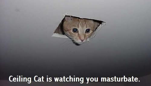 Name:  ceilingcat.jpg
Views: 28
Size:  15.5 KB